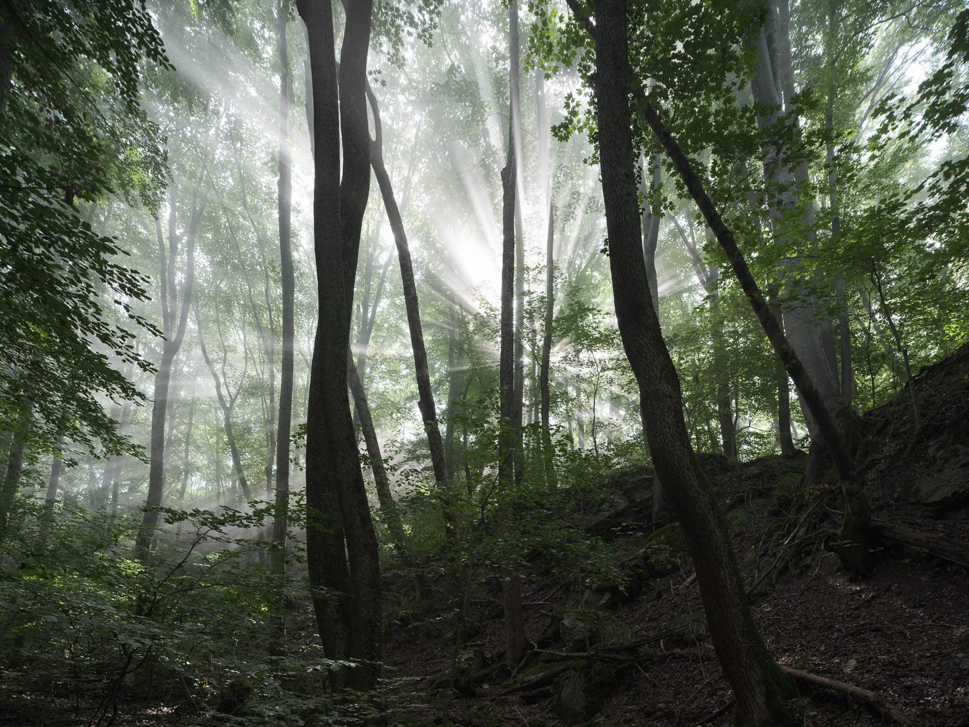 Herbstnebel im Biosphärenreservat Schwaebische Alb