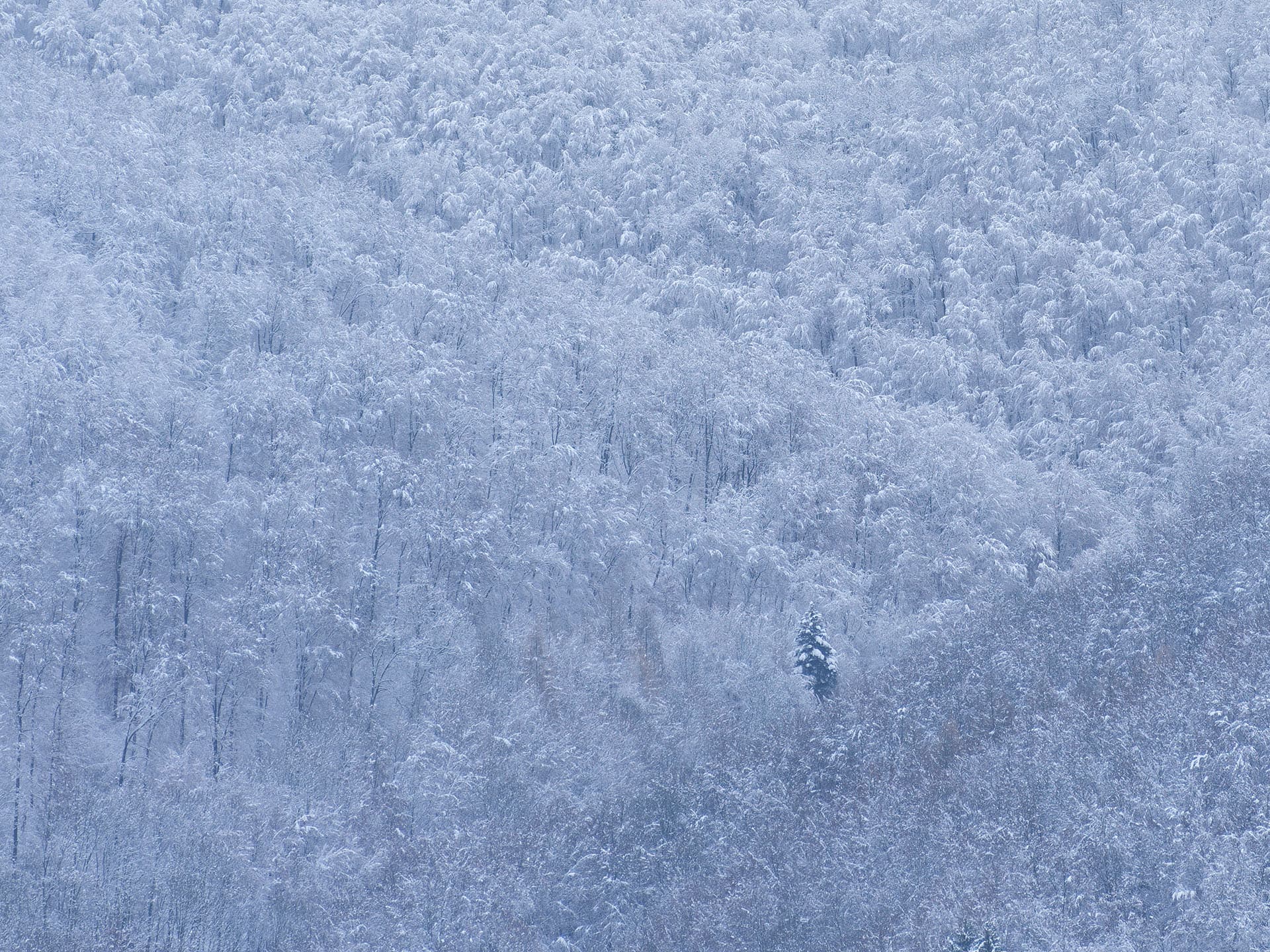 Bild: Einzeln stehender Baum im Wald im Corona-Winterland. Picture: Solitary Tree in Corona Winterland I