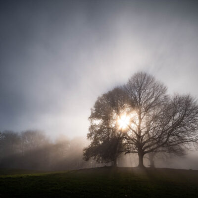 Twilight Tree