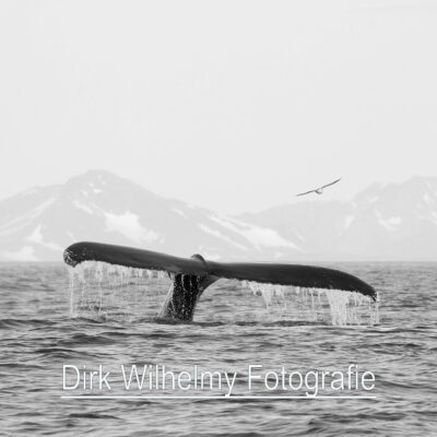 Humpback and seagull, Greenland
